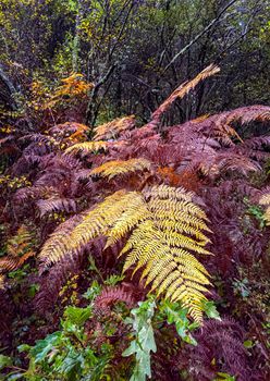 autumn forest with colorful fern leaves. Nature background