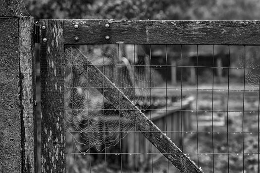 An old wooden door with a cobweb in the corner. Vintage view