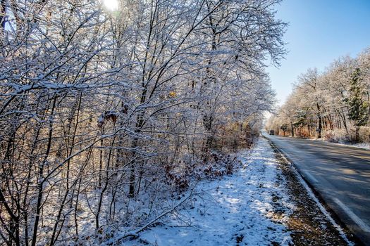 Forest in the snow. Trees branches are covered with snow. Empty road with black asphalt