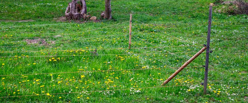 a part of an electrical wire fence around a pasture.