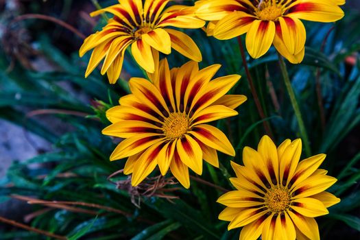 Beauty Gazania flowers.Tender flower. Nature