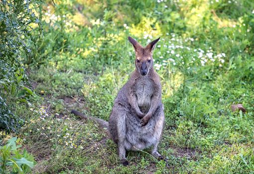 Portrait of small kangaroo in the meadow.