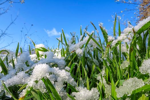 Snow-covered green grass. Green grass under the snow close up