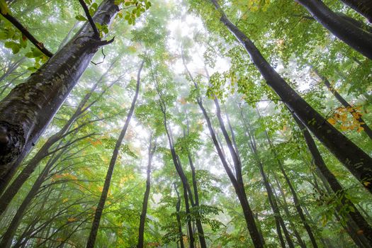 Tall trees in forest viewed from bottom to top