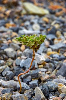 Power of nature, the young plant growing in the stones. Close 