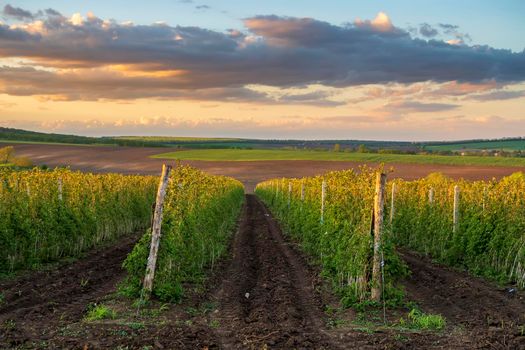 A Beautiful view the rows of the autumn vineyard at sunset