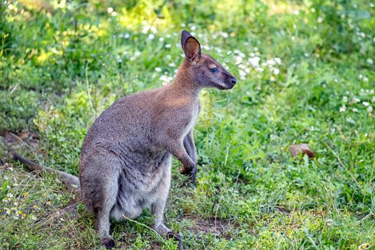 Portrait of small kangaroo in the meadow.