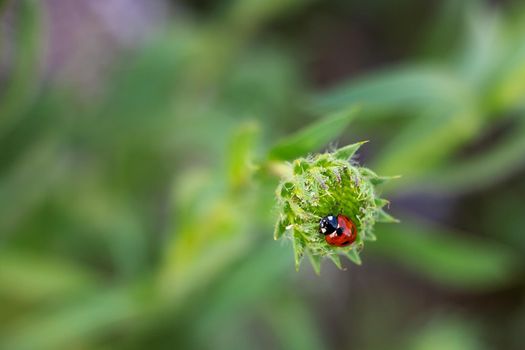 Beautiful red ladybug sitting on a green flower, Blurred background.