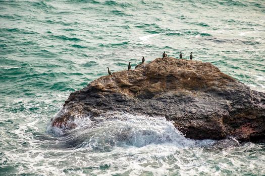 Coastal scenery with cormorants resting on the big rock on the Black Sea