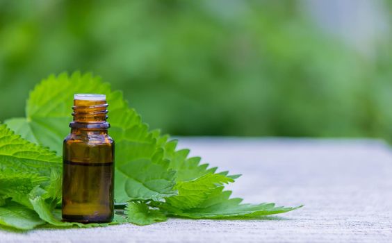 tincture of nettle in a bottle and fresh leaves isolated with shadows on a light background, medicinal herb for overweight, diabetes and renal weakness, selected focus, shallow depth of field