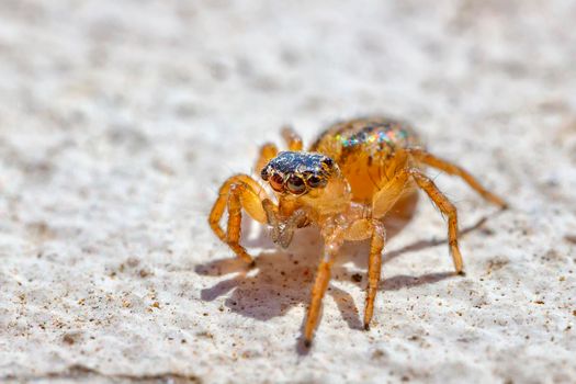 Macro image of a jumping spider. Close up a shot of animal and insect