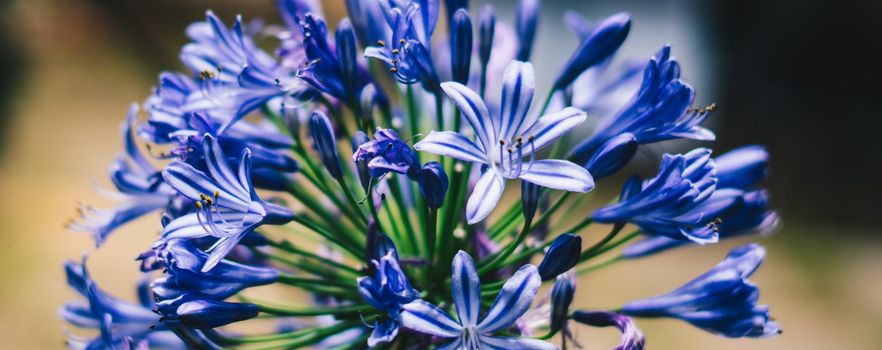 BANNER Real beauty nature photo background. Macro close up Agapanthus purple lilac inflorescence petal blue herb flower bloom blossom garden plant Study Botanic summer spring floral symbol tenderness