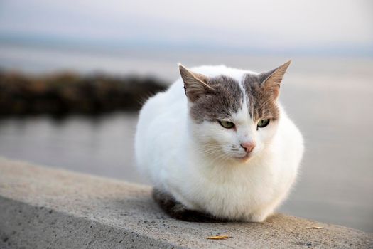 Portrait of fluffy cat. Blurred background. Horizontal view