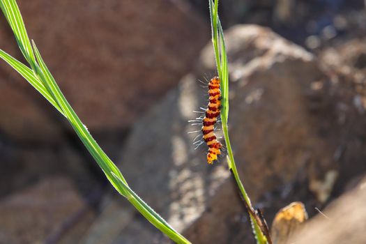 Banded cinnabar moth caterpillar (Tyria jacobaeae) walking on plant stem, South Africa