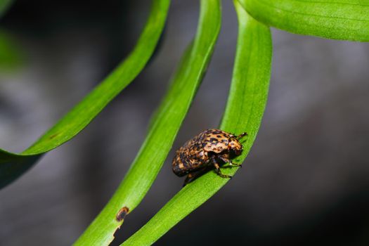 Marbled fruit chafer beetle (Porphyronota maculatissima) on orchid plant leaf, Pretoria, South Africa