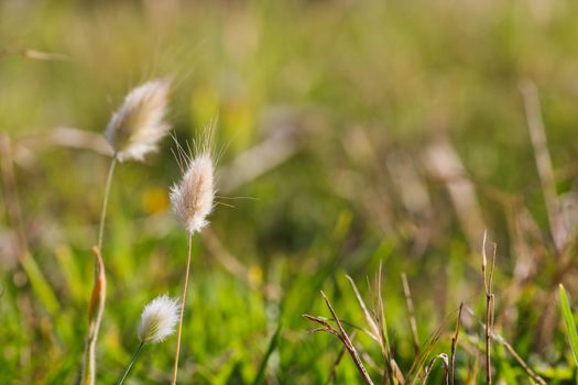 Soft bunny tail grass flower heads (Lagurus ovatus) in green meadow, Mossel Bay, South Africa