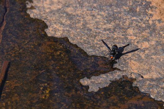 Orange tail potter wasp (Synagris analis) drinking water from iron ore surface, South Africa