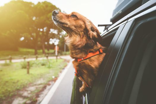 Dachshund dog riding in car and looking out from car window. Happy dog enjoying life. Dog road trip adventure. High quality photo
