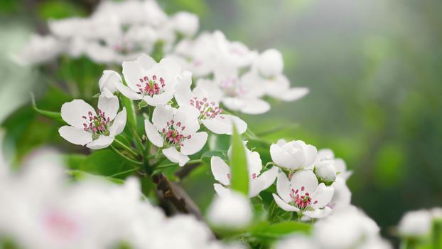 Lush flowering of a pear tree on a spring day in the sun.