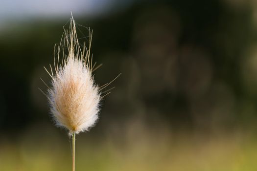 Fluffy bunny tail grass flower head (Lagurus ovatus) with spider web, Mossel Bay, South Africa