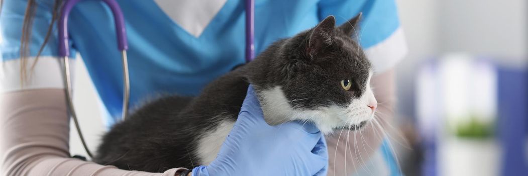 Close-up of professional vet examines lovely cat, appointment at veterinarian, planned checkup at doctor. Calm cat on procedure, nurse in uniform. Veterinary medicine, clinic for animals concept