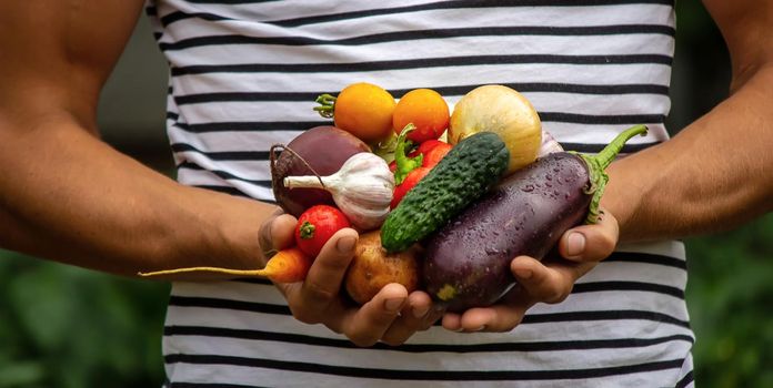 Organic vegetables. Farmers hands with freshly harvested vegetables. Selective focus