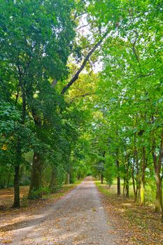 Beautiful green alley along the green trees in spring