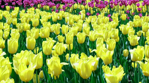 Many yellow tulips sway in the wind in an open space in the park. Concept of a greeting card for valentines day, mothers day, international womens day, flower delivery