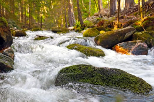 A cold river flows through the stones in the forest. The background of nature