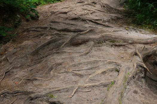 The large roots of the tree stick out of the ground in the forest