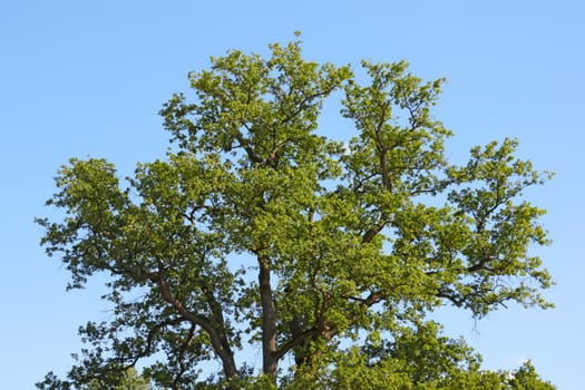 Beautiful large green oak tree against the blue sky