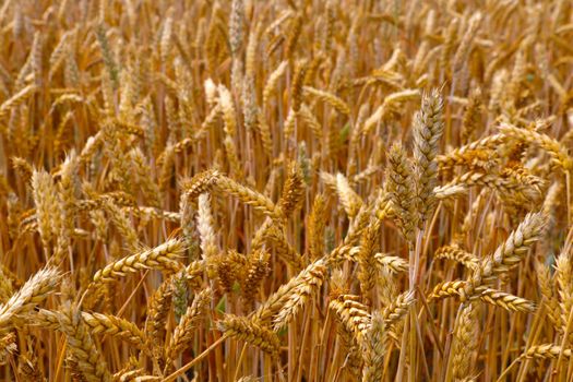 Close-up on the yellow ears of a wheat or barley field in summer. Rural landscape. Harvest. World food, overcoming hunger