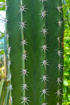 Close-up of a beautiful green cactus with needles in the tropics