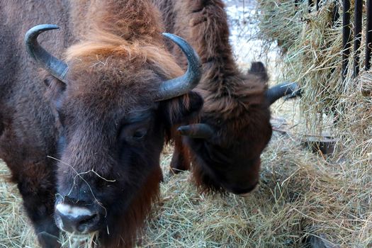 Close-up of two bison eating hay