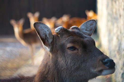 View of a young deer without antlers in the wild