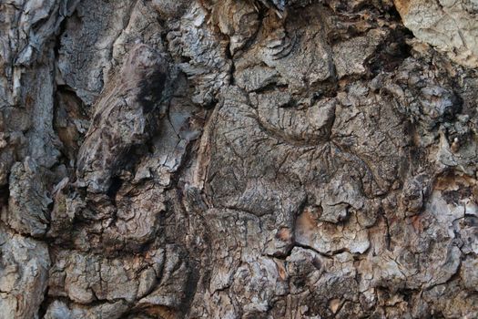 Close-up of the gray structure of the tree bark, background