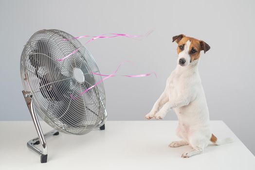 Jack russell terrier dog sits enjoying the cooling breeze from an electric fan on a white background