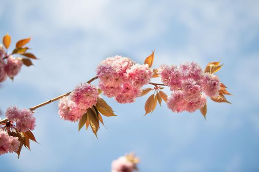 Spring pink cherry blossoms Sakura