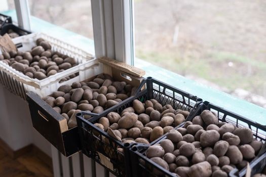 Germinating seed potatoes with roots in boxes. Traditional agriculture. Farming. Food stocks, harvest. Preparation of potatoes for sowing in the ground. Agro-industrial complex.