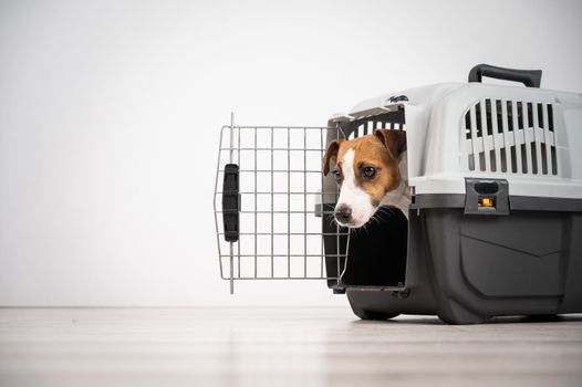 Jack Russell Terrier dog peeking out of travel cage