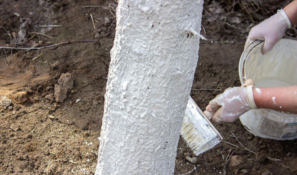 Girl whitewashing a tree trunk in a spring garden. Whitewash of spring trees, protection from insects and pests.selective focus