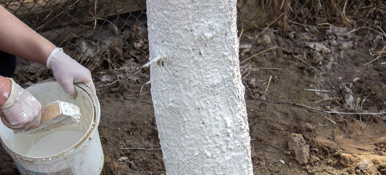 Girl whitewashing a tree trunk in a spring garden. Whitewash of spring trees, protection from insects and pests.selective focus