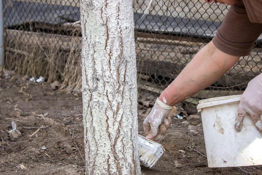 Girl whitewashing a tree trunk in a spring garden. Whitewash of spring trees, protection from insects and pests.selective focus