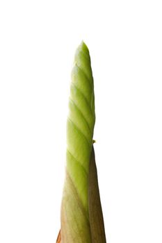 Fresh zamiokulkas sprout isolated on white