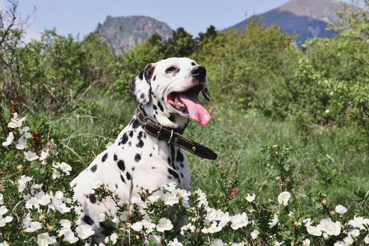 Portrait of a dalmatian in a collar in a forest