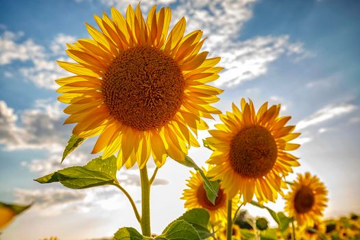 sunflower field under the blue sky and big sunflower close up. 