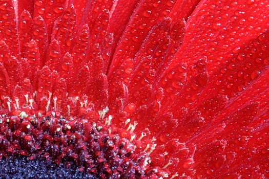 A close view of a beautiful red gerbera flower with water drops. Nature background