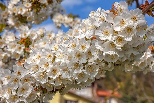 Beautiful gentle colors of the blossom tree in spring. Close