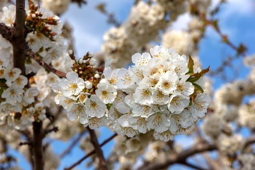 Beautiful gentle colors of the blossom tree in spring