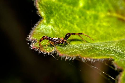 A macro of a spider sitting on a green leaf